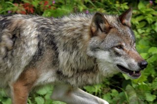 L’autorisation, valable jusqu’au 31 janvier 2024, permettait de procéder au prélèvement complet de sept meutes de loups sur les treize que compte actuellement le Valais (image symbolique). KEYSTONE/FABRICE COFFRINI